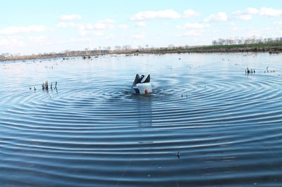 Mojo Butt Up Mallard Rippler - Decoy