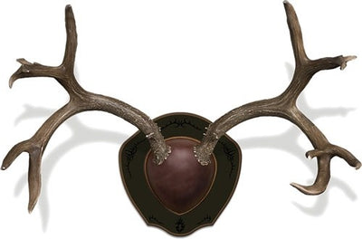 Mountain Mike's Deer Antler - Rack Plaque W/shed Spreader