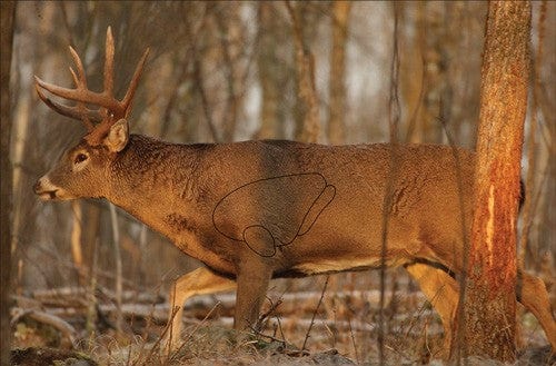 Birchwood Casey Birchwood Casey Eze-scorer Whitetail Target 23x35 In. 2 Pk. Archery Accessories