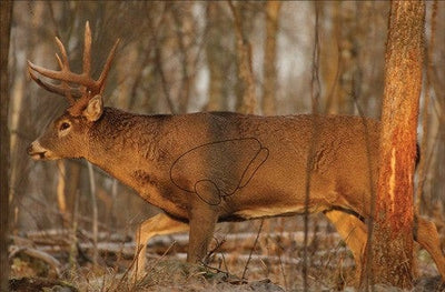 Birchwood Casey Birchwood Casey Eze-scorer Whitetail Target 23x35 In. 2 Pk. Archery Accessories