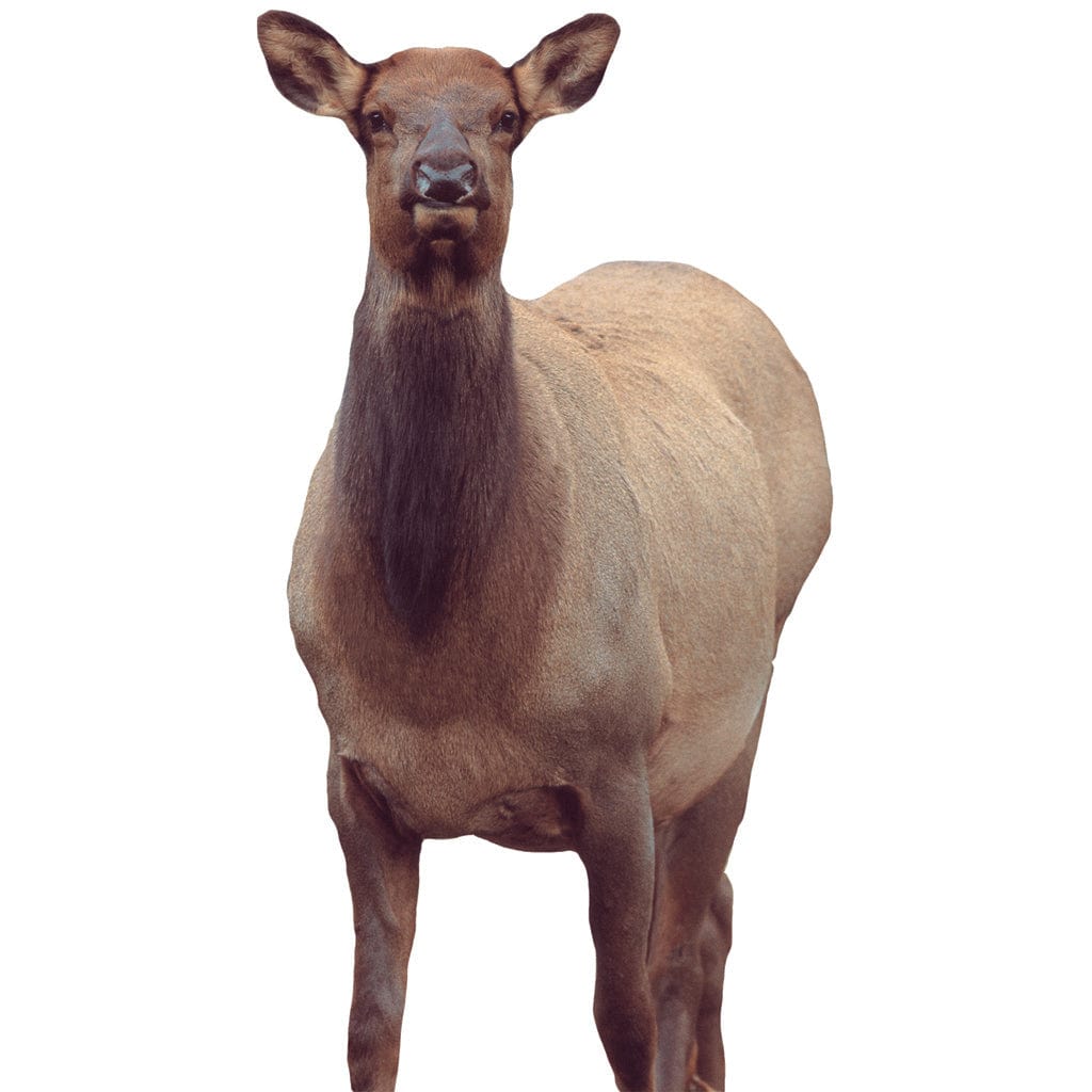 Montana Decoy Montana Decoy Eichler Elk Decoy Decoys